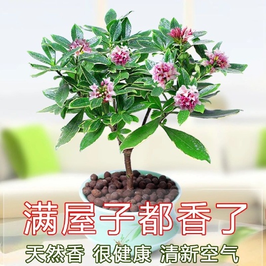 金边瑞香盆栽种植苗福建龙岩永福镇基地批发保质保量原盆原土发货