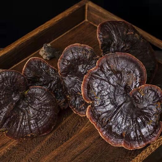 冠县 黑灵芝切片