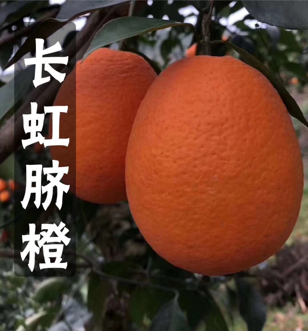 秭归县《爆款》纯甜长虹橙 可视频看货 果型椭圆形 火红色 水分爆汁
