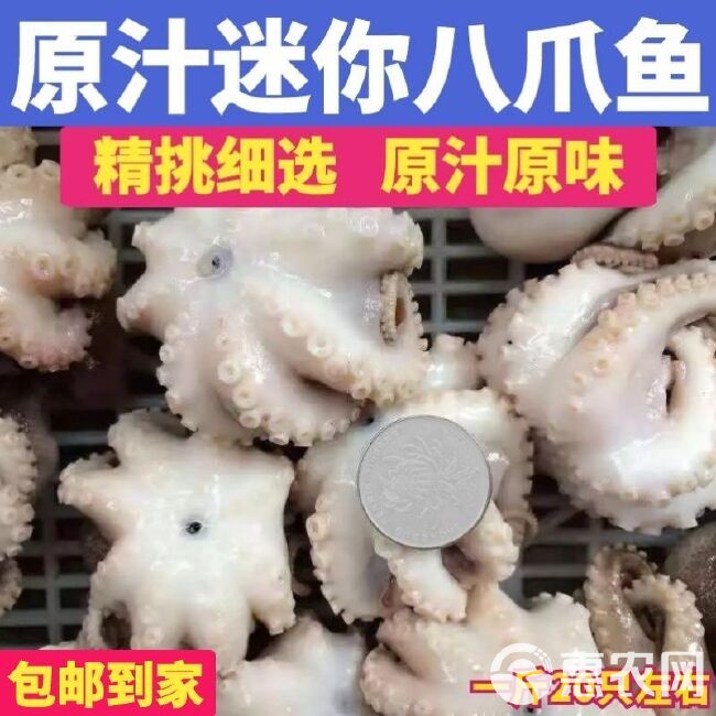 海鲜迷你八爪鱼网红短腿八爪鱼火锅食材小章鱼鲜活速冻八爪鱼章