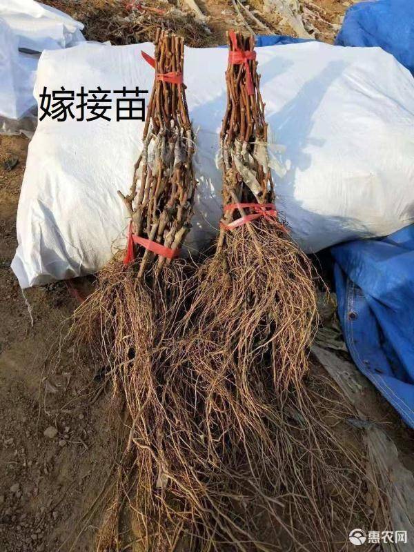 蓝宝石葡萄苗 嫁接成品苗 肉质葡萄 死苗补发 提供技术指导