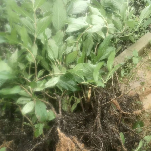 会同县锦带花  好看漂亮的五彩锦带树苗供应