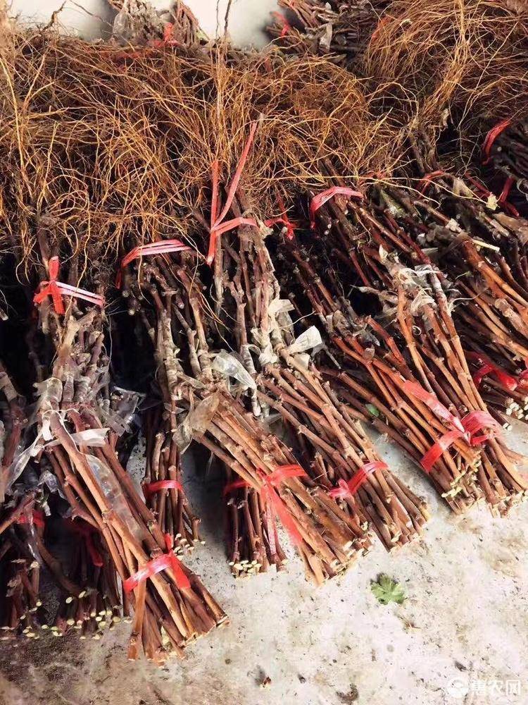 蓝宝石葡萄苗 嫁接成品苗 肉质葡萄 死苗补发 提供技术指导