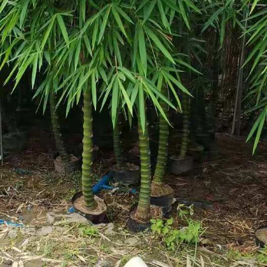 佛山容器苗产地直销佛肚竹苗 罗汉竹苗