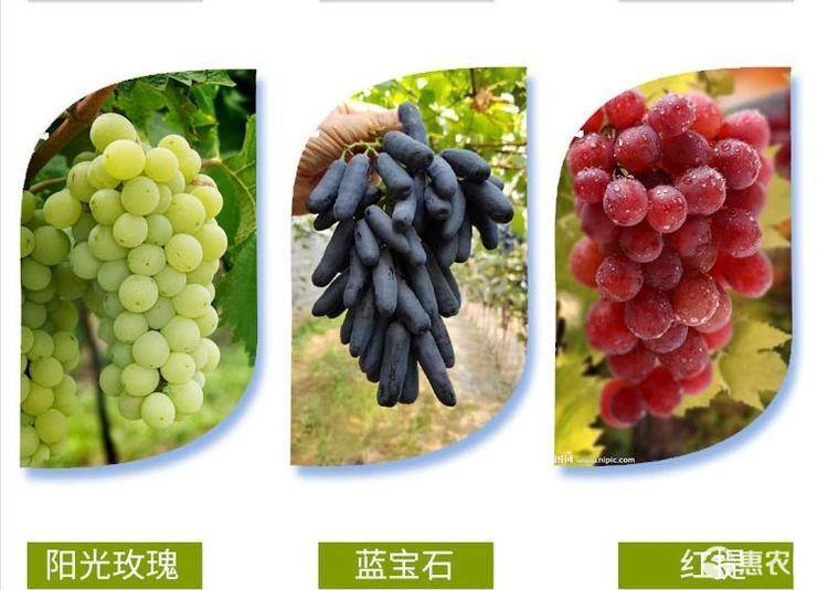 蓝宝石葡萄苗 嫁接成品苗 肉质葡萄 死苗补发 提供技术指导