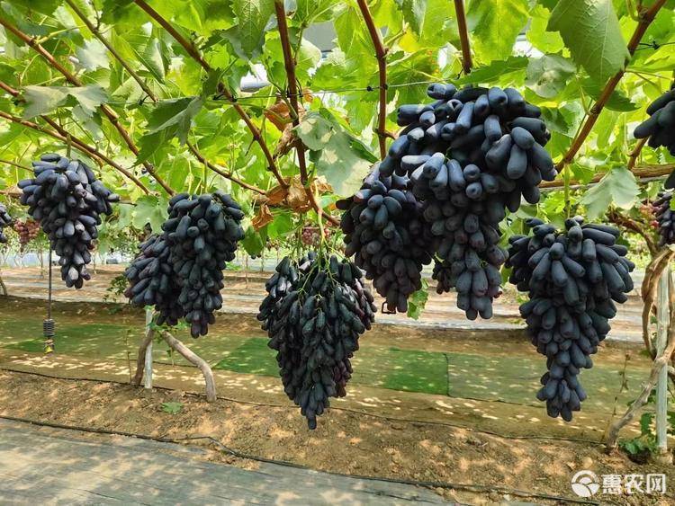 蓝宝石葡萄苗 嫁接成品苗 肉质葡萄 死苗补发 提供技术指导