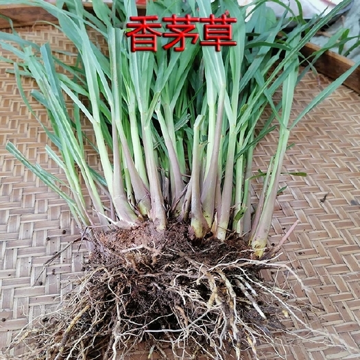 恩平市香茅草种苗 环保香茅草苗