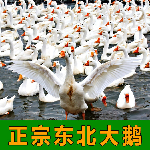 榆树市白鹅  纯东北家养大鹅