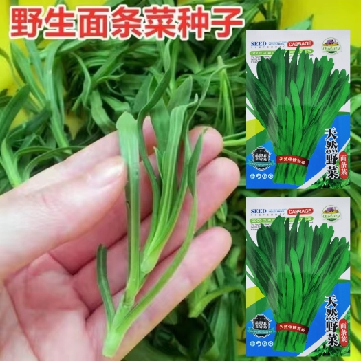 西安野生面条菜种子四季播春秋露地菜园秋冬保健蔬菜野菜籽春季四籽