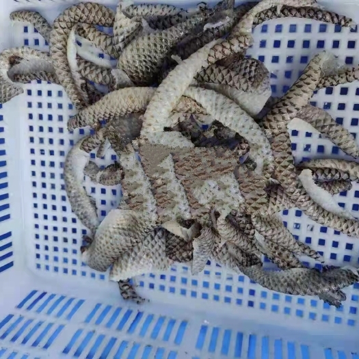 成都 优质新鲜鱼皮冷冻斤装 凉拌鱼皮原味海鲜开胃菜即食商用切片