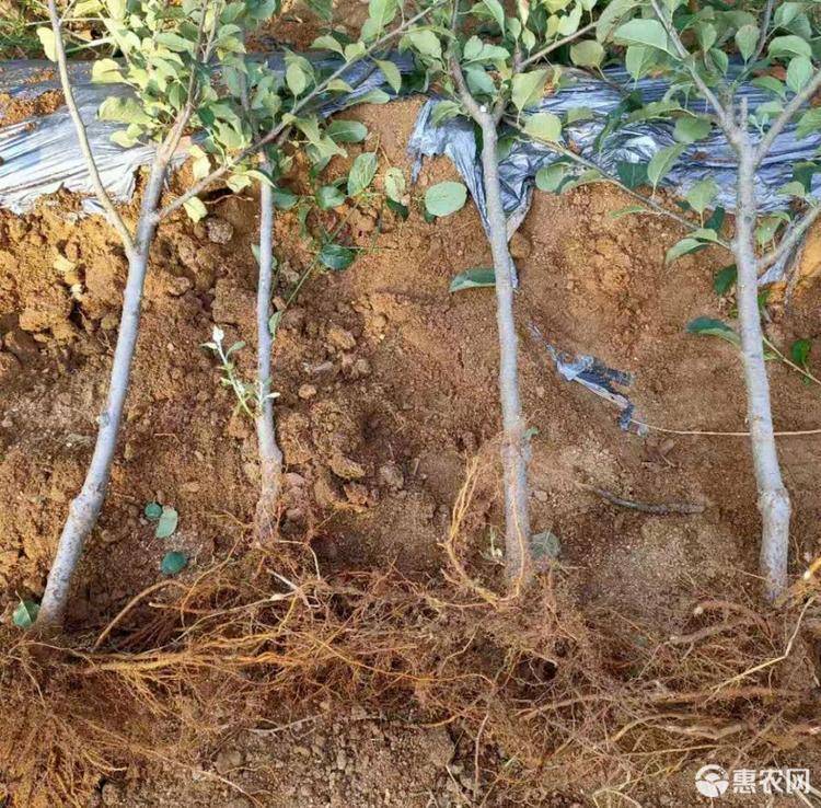 红富士苹果树苗 嫁接成品苗 烟富系列 死苗补发 技术指导