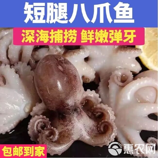 海鲜迷你八爪鱼网红短腿八爪鱼火锅食材小章鱼鲜活速冻八爪鱼章