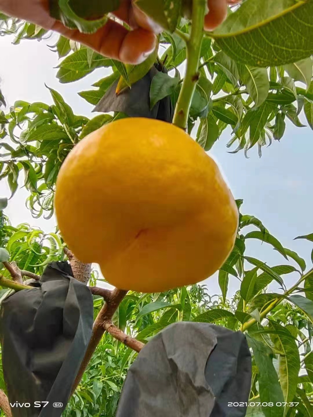 黄金蟠桃树苗 风味天后蟠桃 6月早熟蟠桃苗 安徽桃树苗基地