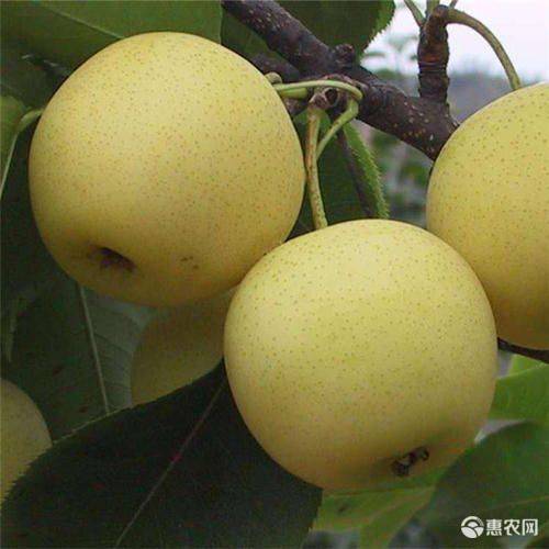 黄金梨苗  黄梨梨树苗 嫁接成品苗 晚熟梨品种 死苗补发 提