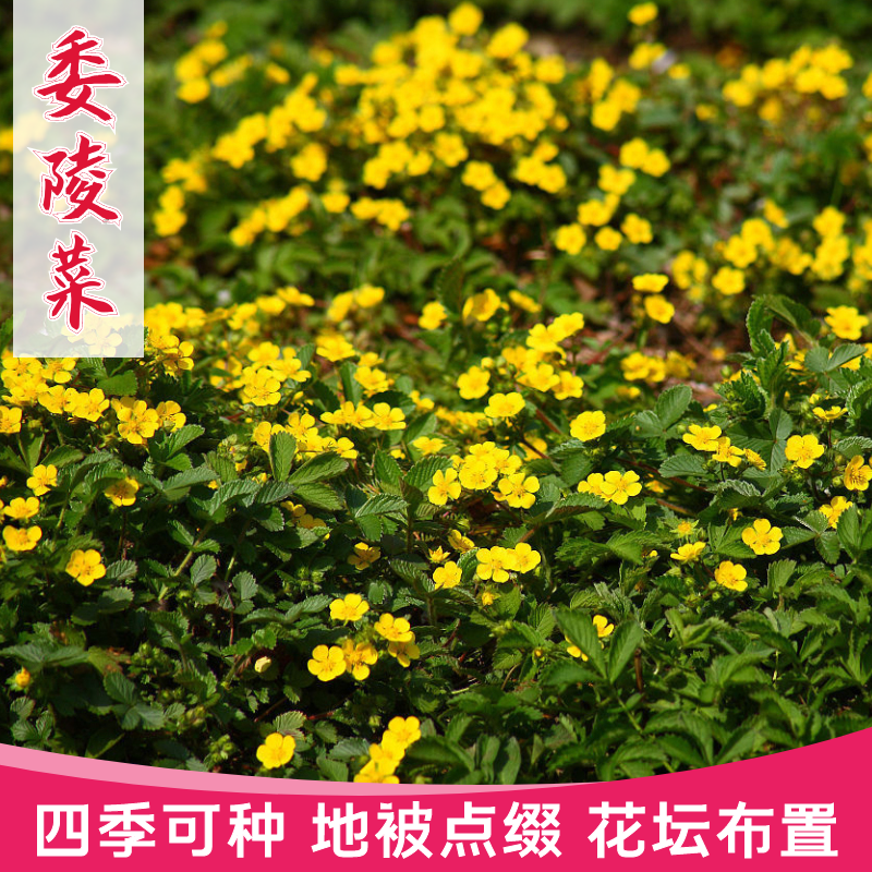 沭阳县委陵菜种子白头翁 蛤蟆草种子庭院多年生景观地被植物耐寒耐阴