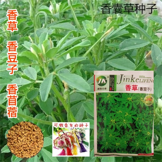 神香草种子 香草种籽子香豆子种子香苜蓿中药材种子芦巴子种葫芦巴胡香草籽