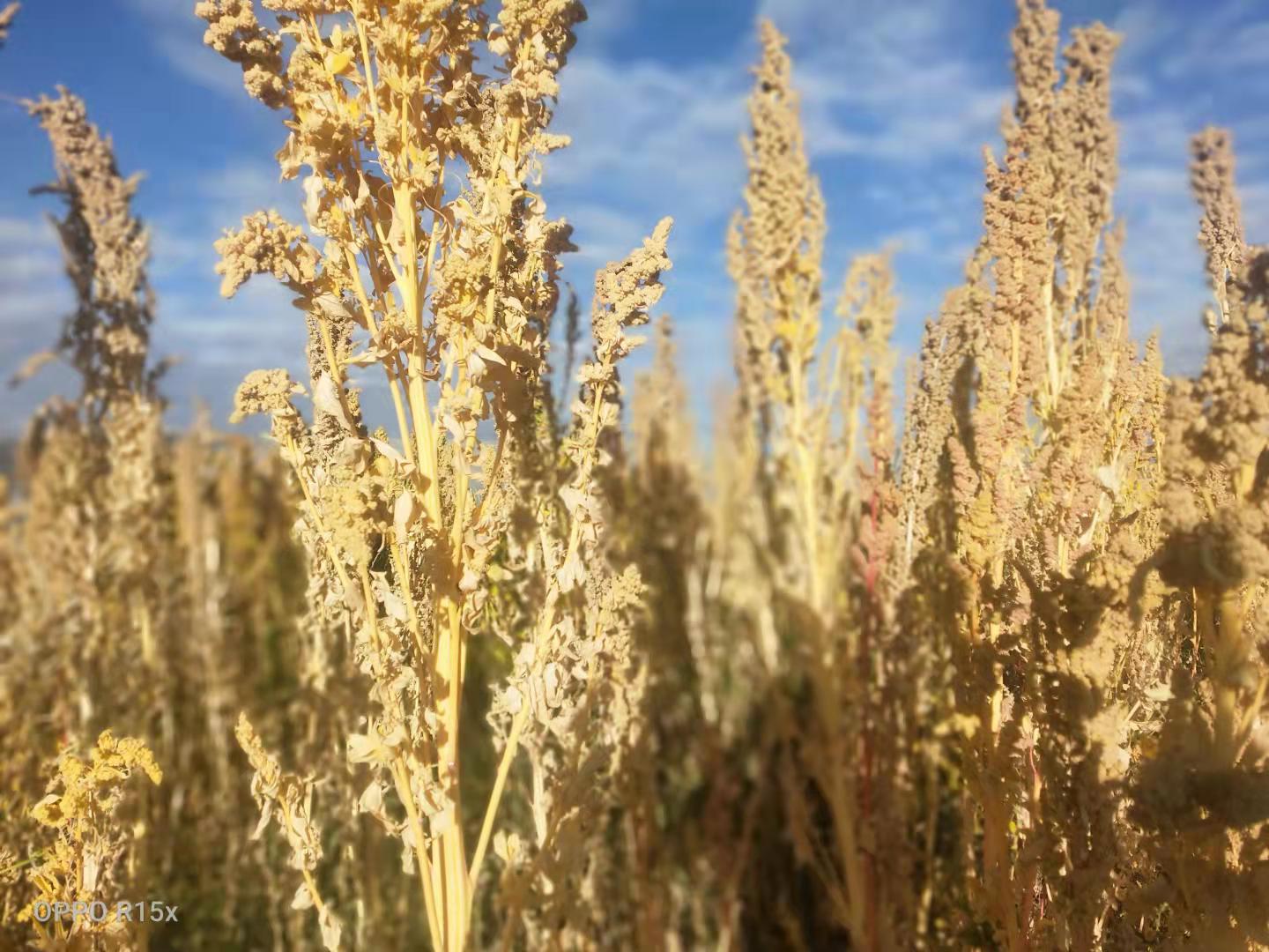 白藜麦  源产地2023年藜麦自家种植出售