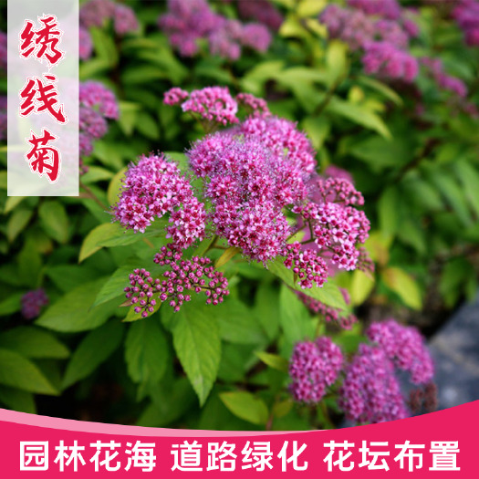 沭阳县绣线菊种子花种籽子包邮四季易活的花种耐寒多年生珍珠梅花籽