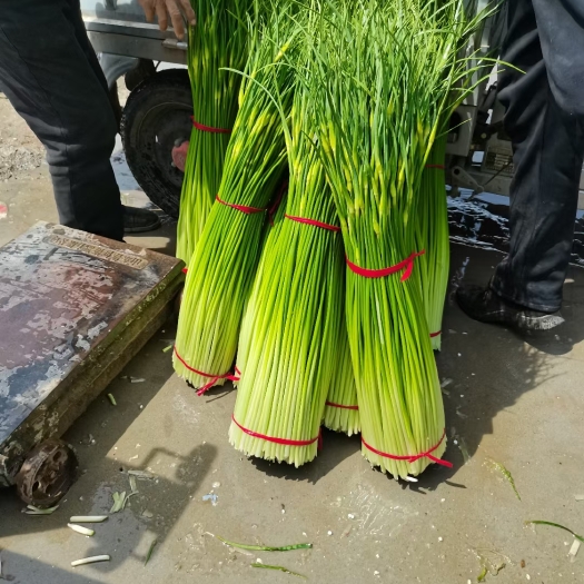 苏北地区精品白帽蒜薹大量供应中