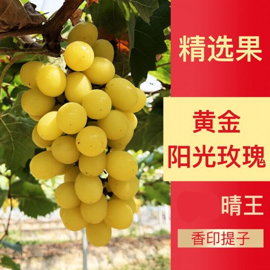 瓦房店市阳光玫瑰葡萄苗 黄金香印阳光玫瑰