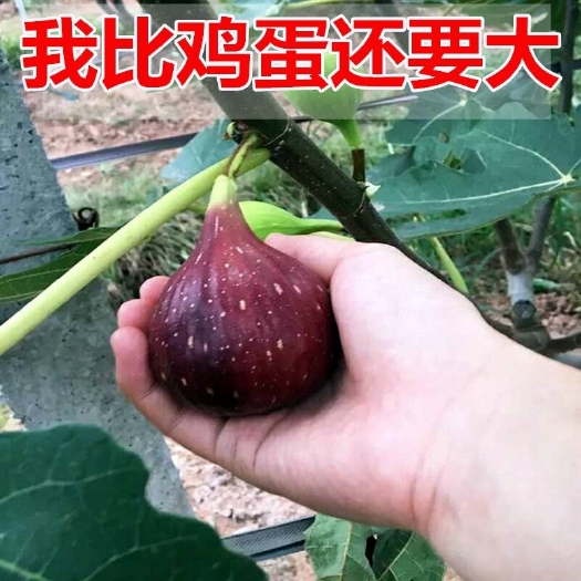 青岛波姬红无花果苗  姬红无花果苗 无花果树果苗菠姬特大盆栽地载