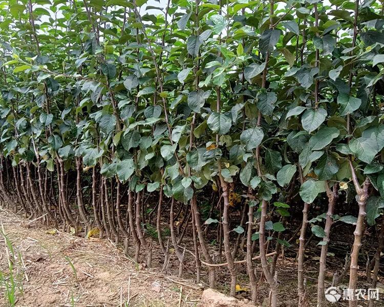 红富士苹果树苗 嫁接成品苗 烟富系列 死苗补发 技术指导