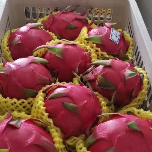 阳春市桂红龙一号火龙果苗  桂红龙火龙果苗  广东阳春市供应桂红龙