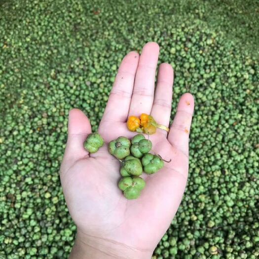 成都黄精种子