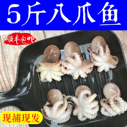 连云港海鲜迷你八爪鱼网红短腿八爪鱼火锅食材小章鱼鲜活速冻八爪鱼章