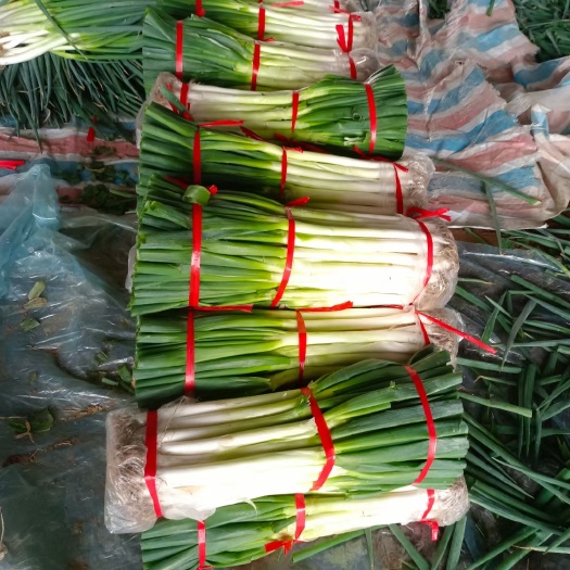 费县 铁杆大葱，葱白三十五至四十，长白，短叶