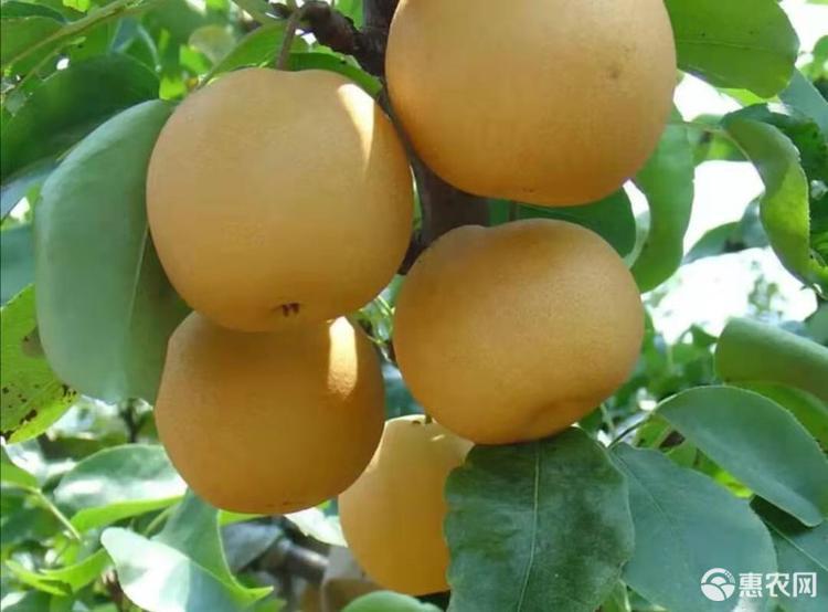 黄金梨苗  黄梨梨树苗 嫁接成品苗 晚熟梨品种 死苗补发 提