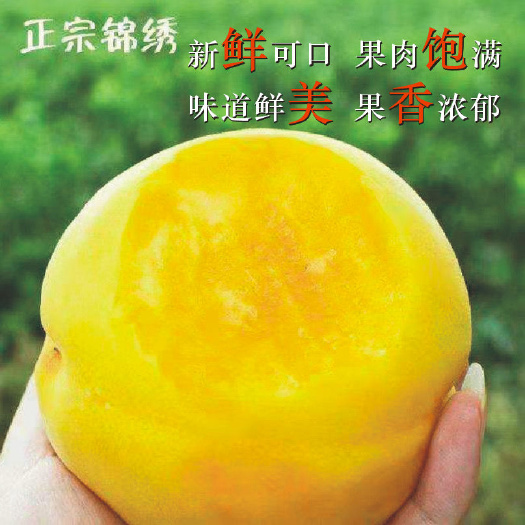 砀山县锦绣黄桃苗 安徽桃树苗 早熟品种 签合同 提供技术 当年结果