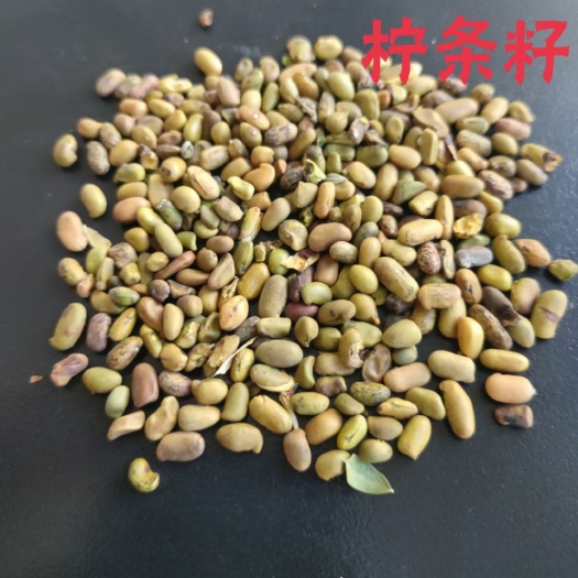 固原柠条种子林木种子小叶锦 鸡儿黄花柠条种子批发小柠条护坡灌木