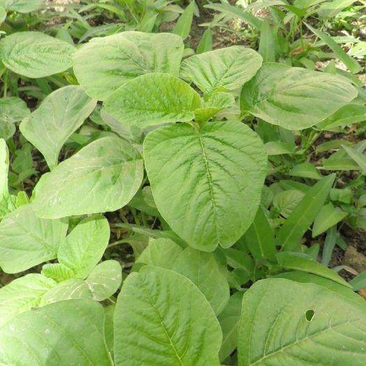 青苋菜种子  绿圆叶绿叶苋菜种子青叶苋菜青苋菜种籽汉菜青