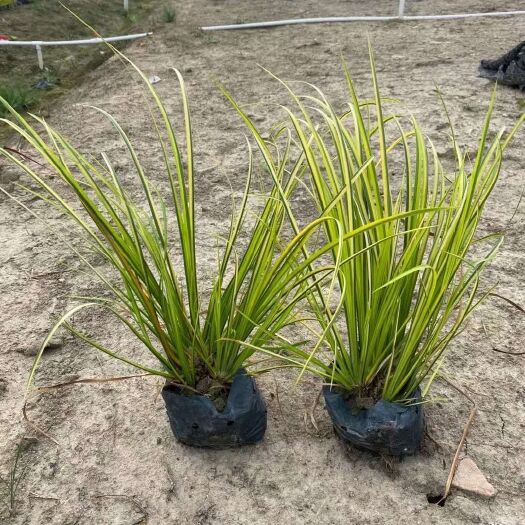 佛山金叶石菖蒲