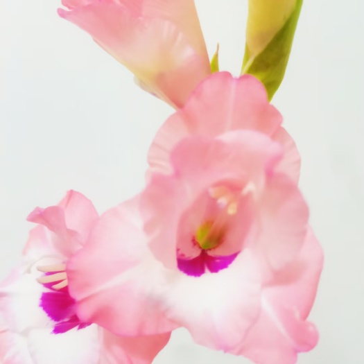 剑兰，唐菖蒲