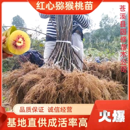 红心猕猴桃苗  红阳猕猴桃苗 苍溪原产基地直批 量大价低电议
