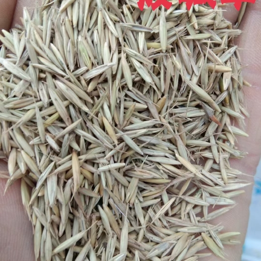 固原披碱草种子牧草种植草原修复植被补种抗寒抗旱饲草种子大量供应