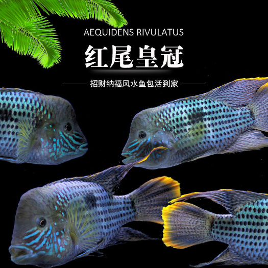 上海澳洲宝石鲈  红尾皇冠鱼活体蓝宝石鱼活体大型鱼淡水热带观赏鱼水族宠物鱼