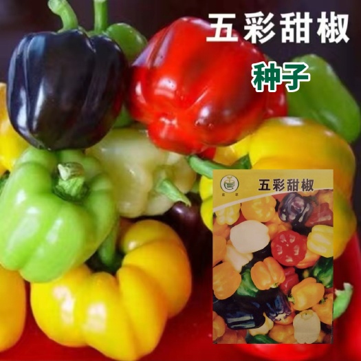 西安五彩甜椒种子五彩椒青椒灯笼椒彩色辣椒种籽柿子椒盆栽蔬菜种子孑