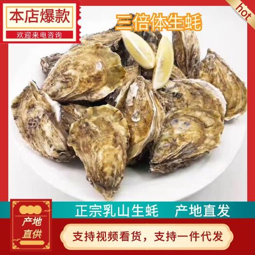 乳山市三倍体/水产/山东/威海/乳山/生蚝/净化蚝奥林匹亚牡蛎鲜活