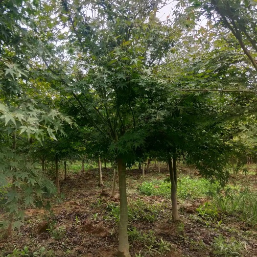 南阳小叶鸡爪槭 鸡爪槭