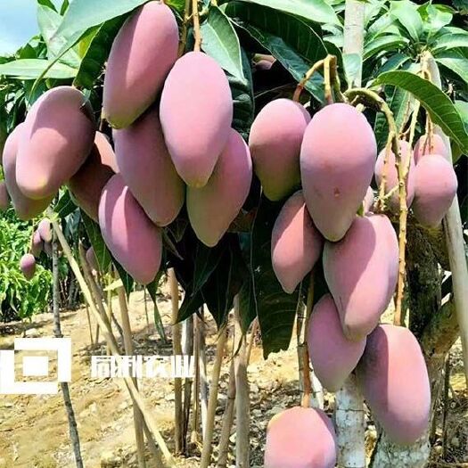 长沙芒果苗 