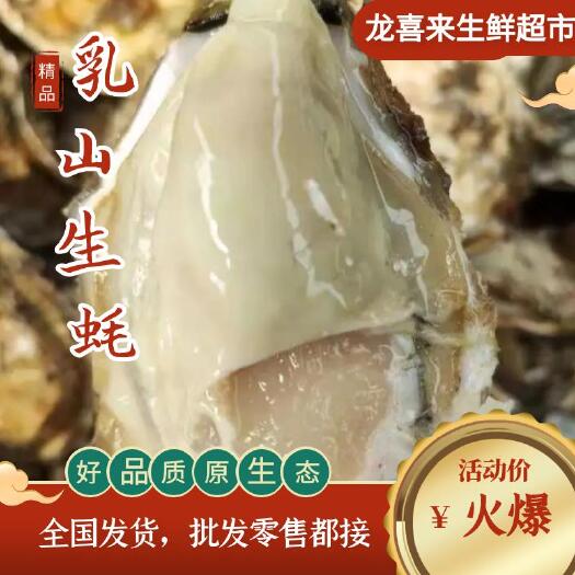 乳山市水产/山东/威海/乳山/三倍体/生蚝/净化蚝/奥林匹亚牡蛎/