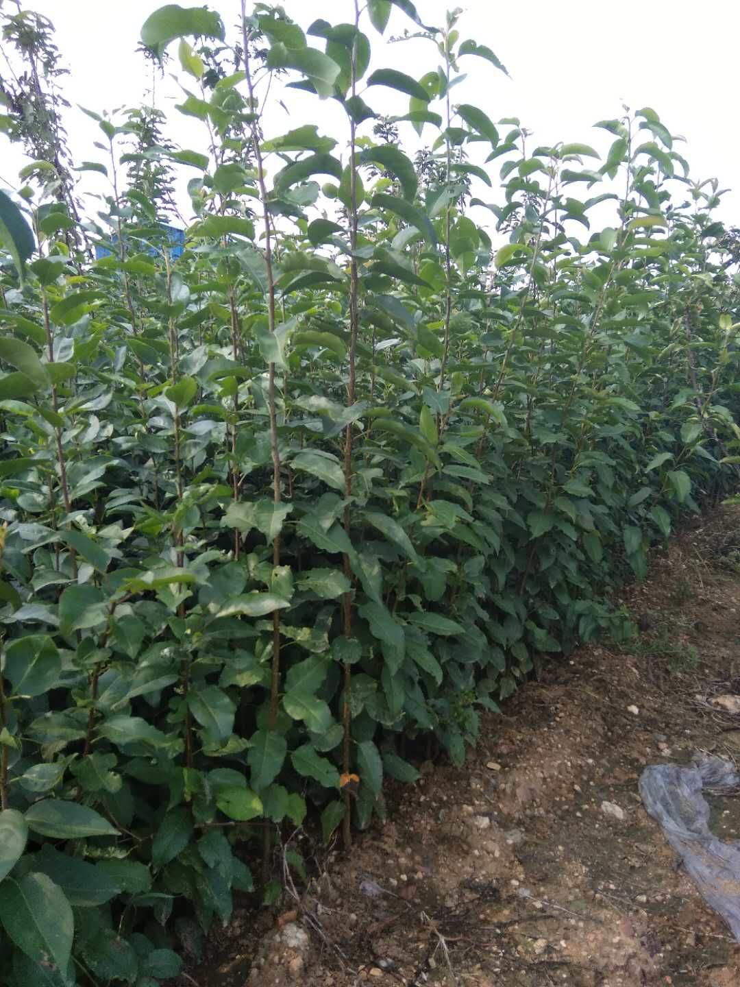 秋月梨树苗  种植基地直供品系纯正