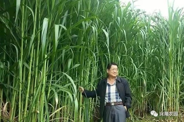 绵竹市 云农1号牧草