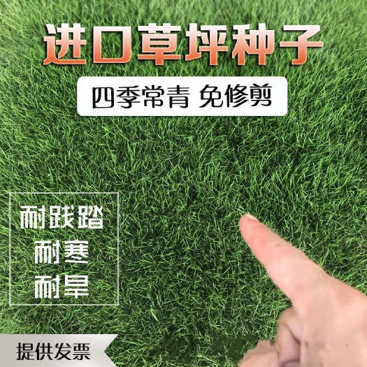 草坪种子免修剪四季青草籽护坡固土马尼拉草皮黑麦草冬季矮生