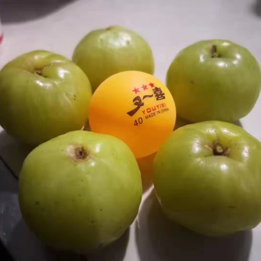 平南县余甘果苗 新品种平南大余甘果，杯苗5000株