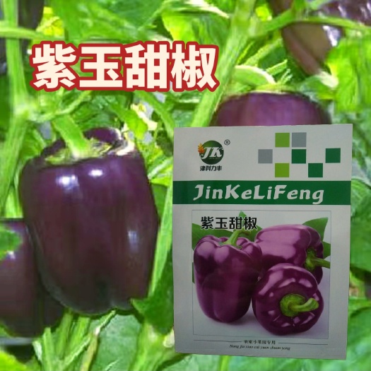 西安 紫玉甜椒种子紫甜椒彩椒种子圆椒灯笼椒蔬菜籽耐低温阳台家庭盆栽