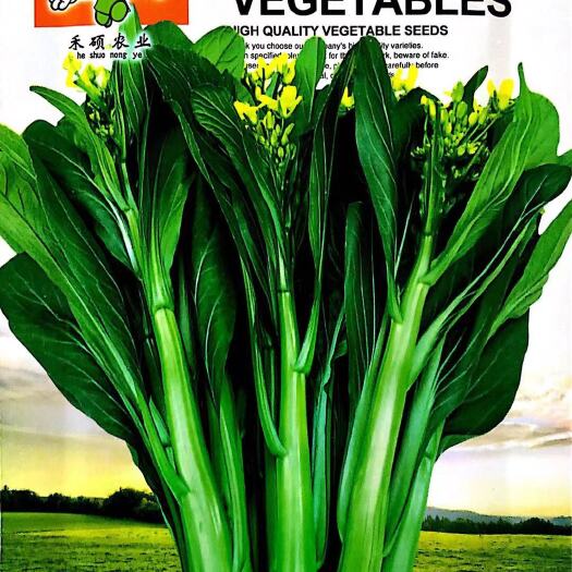  四季可播甜菜种子 油青甜菜心种子 青菜蔬菜种子速生菜苔种籽